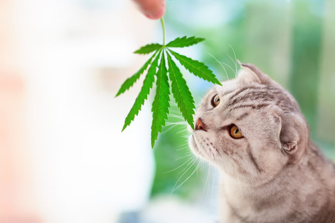 CBD For Pet: Is it Safe? Is It Beneficial?