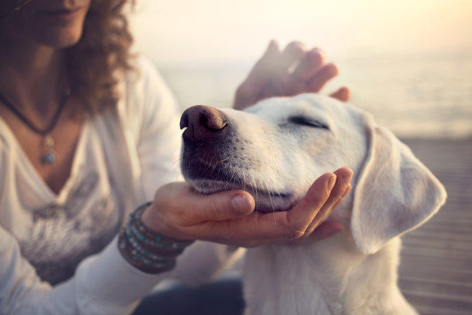Soothe Aches and Anxiety: How to Safely Use CBD for Pets