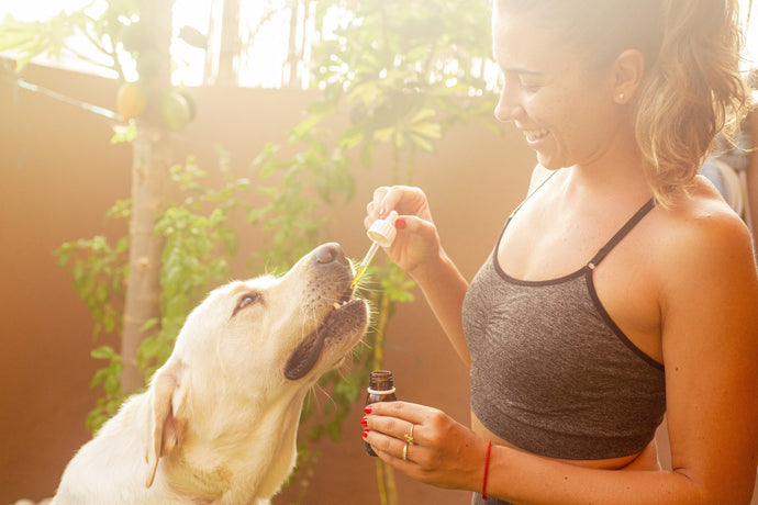 CBD for Dogs With Cancer: A Basic Guide
