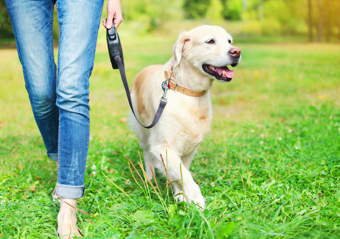Top 5 CBD Oil Benefits for Dogs
