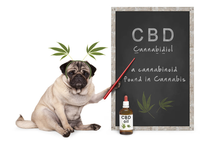 CBD Oil for Dog Seizures: Here's What You Should Know
