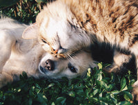 CBD Broad spectrum hemp products for pets